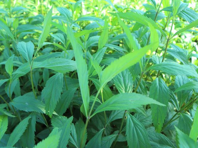 致富种植视频全集_致富种植什么比较赚大钱_种植佩兰致富图片