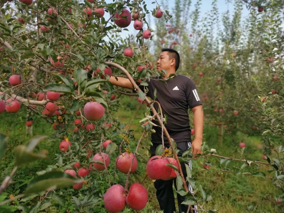 苹果养殖致富行业_种植苹果利润_种植苹果致富