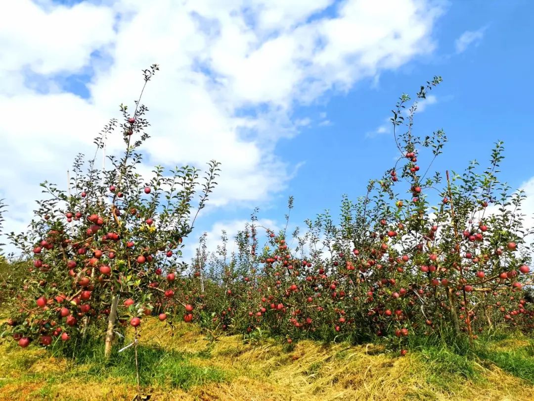 种植苹果利润_种植苹果致富_苹果养殖致富行业