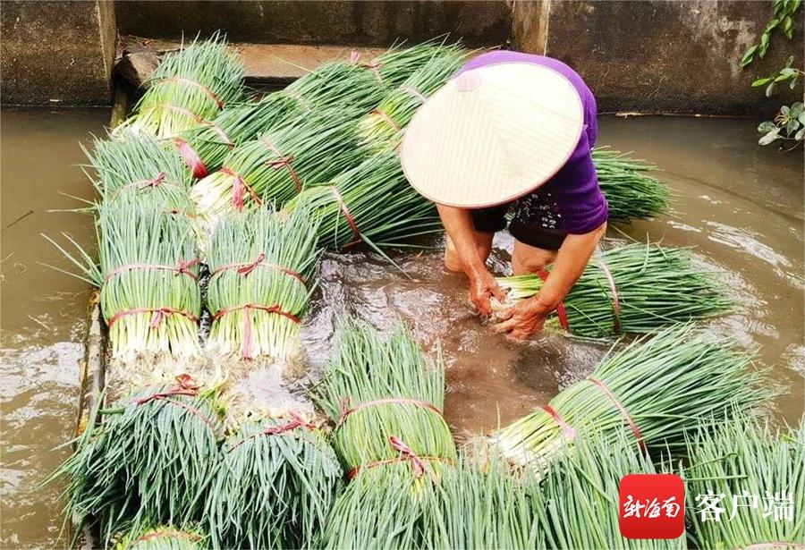 种植致富案例_致富种植视频全集_特色种植走上致富路