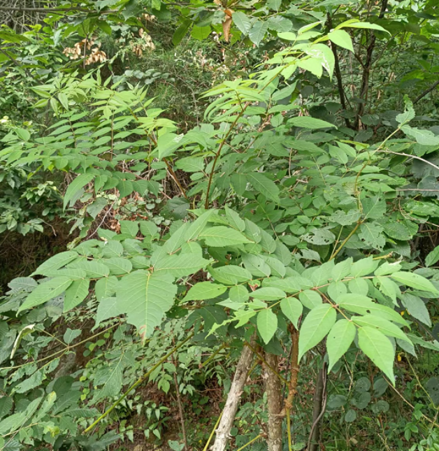 野菜——刺龙苞的生物学特性及其栽培技术