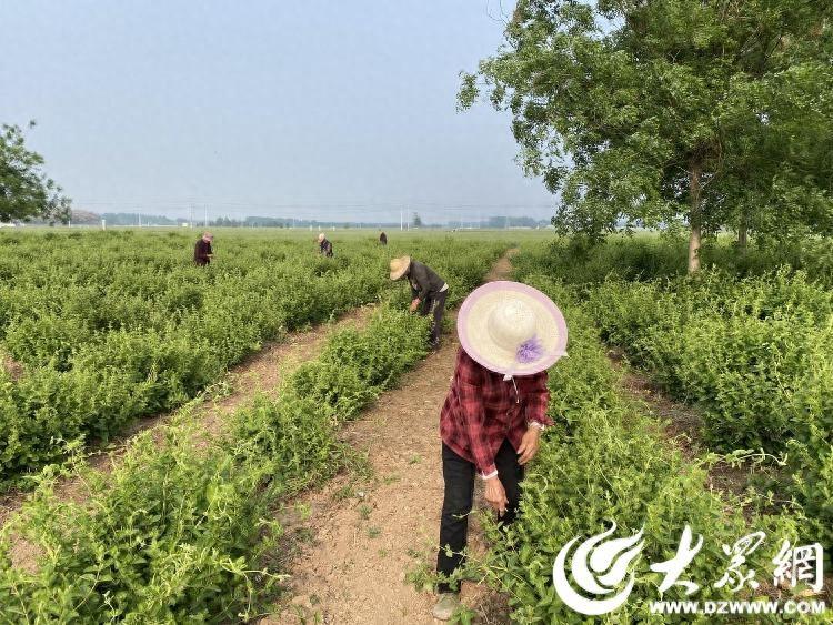 梁山县寿张集镇特色种植绽放“金银花” 铺就乡村振兴致富路