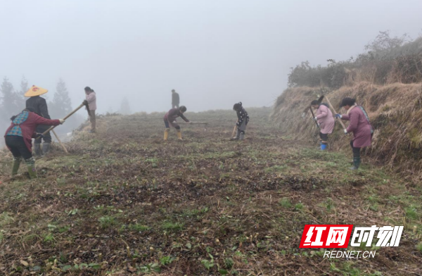 奉家镇：春耕时节茶农忙 茶叶种植与品种改良助力群众致富