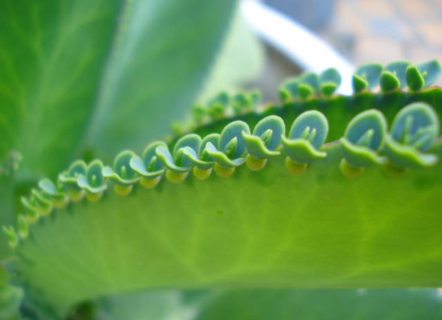 香茶养殖技术_茶香花怎么养殖_香茶的养殖方法