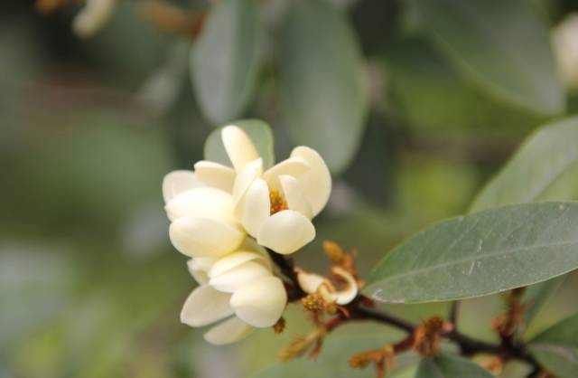 香茶的养殖方法_香茶养殖技术_茶香花怎么养殖