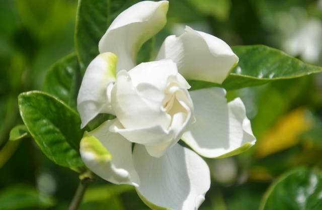 香茶养殖技术_香茶的养殖方法_茶香花怎么养殖