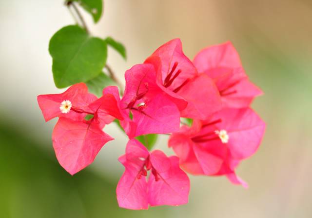 茶香花怎么养殖_香茶养殖技术_香茶的养殖方法