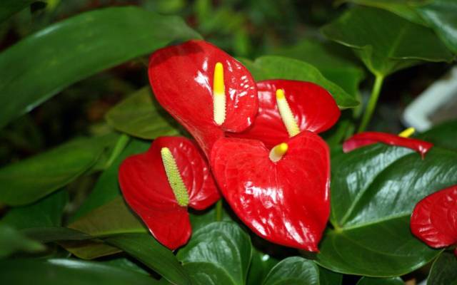 茶香花怎么养殖_香茶养殖技术_香茶的养殖方法