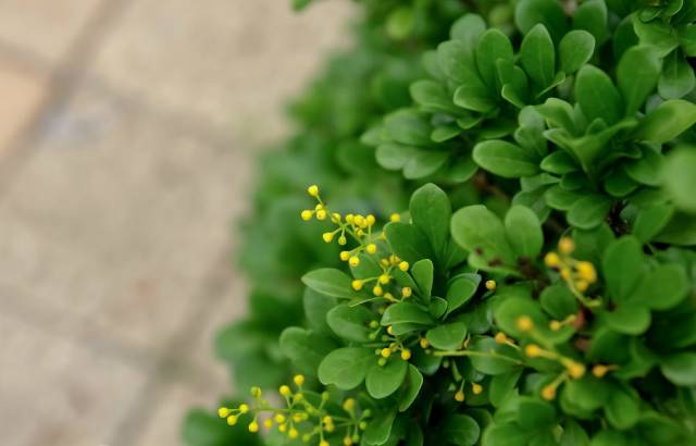 香茶的养殖方法_香茶养殖技术_茶香花怎么养殖