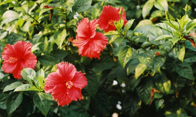 香茶的养殖方法_香茶养殖技术_茶香花怎么养殖