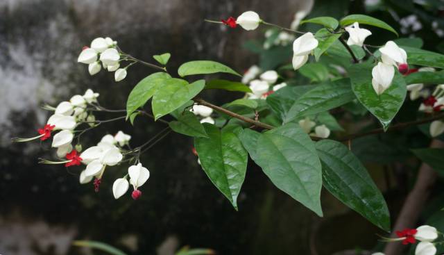 香茶的养殖方法_香茶养殖技术_茶香花怎么养殖