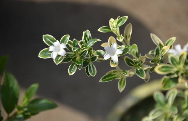 香茶的养殖方法_茶香花怎么养殖_香茶养殖技术