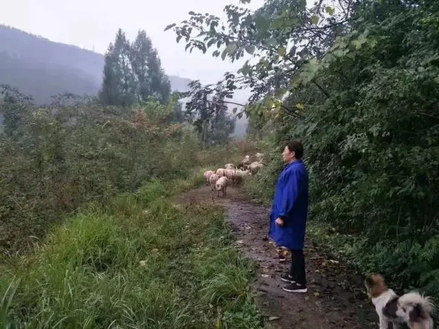 致富经湖北女人养猪_养猪致富经视频女强人_致富经90后美女养猪