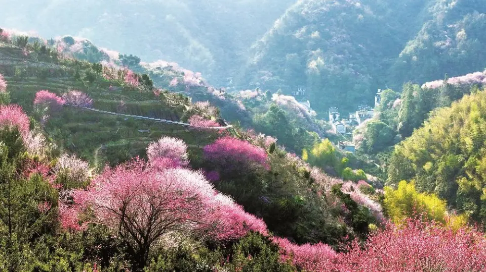 卖花渔村不卖鱼 小盆景卖成“大风景”