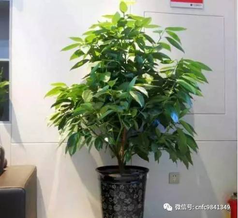 香茶养殖技术_茶香花怎么养殖_养殖茶香技术有哪些