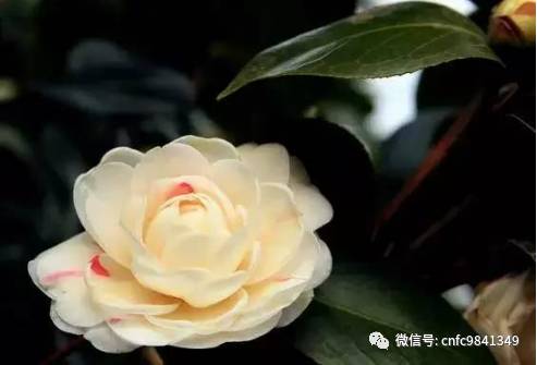 香茶养殖技术_养殖茶香技术有哪些_茶香花怎么养殖