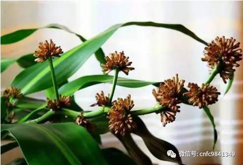 香茶养殖技术_养殖茶香技术有哪些_茶香花怎么养殖