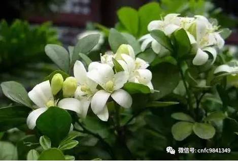 养殖茶香技术有哪些_茶香花怎么养殖_香茶养殖技术