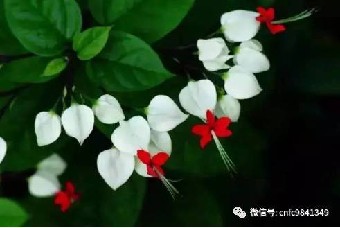 茶香花怎么养殖_香茶养殖技术_养殖茶香技术有哪些