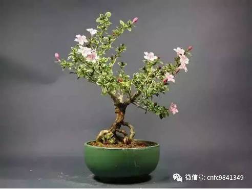 香茶养殖技术_茶香花怎么养殖_养殖茶香技术有哪些