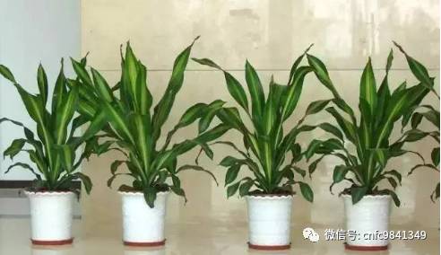 茶香花怎么养殖_香茶养殖技术_养殖茶香技术有哪些