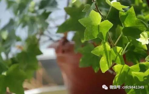 香茶养殖技术_茶香花怎么养殖_养殖茶香技术有哪些