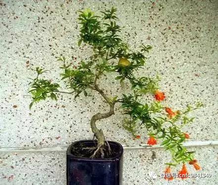 香茶养殖技术_养殖茶香技术有哪些_茶香花怎么养殖