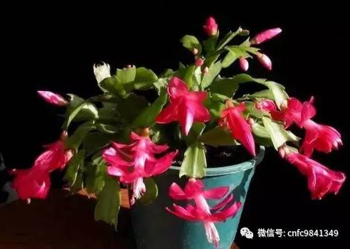 茶香花怎么养殖_香茶养殖技术_养殖茶香技术有哪些