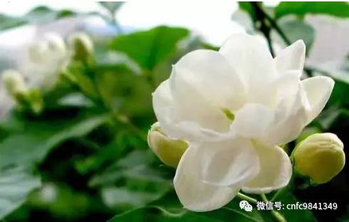 香茶养殖技术_养殖茶香技术有哪些_茶香花怎么养殖