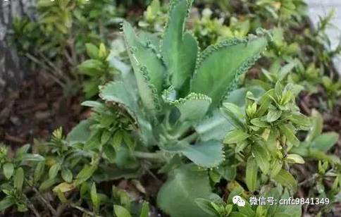 养殖茶香技术有哪些_香茶养殖技术_茶香花怎么养殖