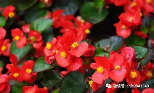 养殖茶香技术有哪些_香茶养殖技术_茶香花怎么养殖