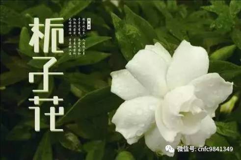 养殖茶香技术有哪些_香茶养殖技术_茶香花怎么养殖