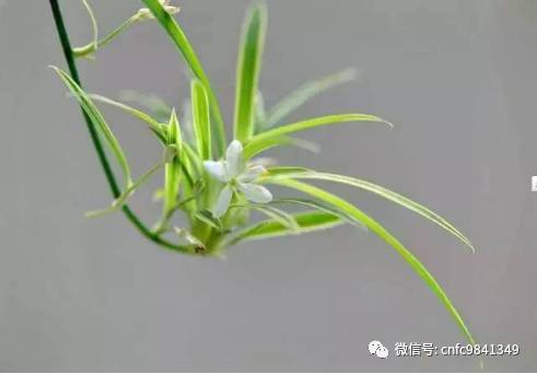 香茶养殖技术_养殖茶香技术有哪些_茶香花怎么养殖