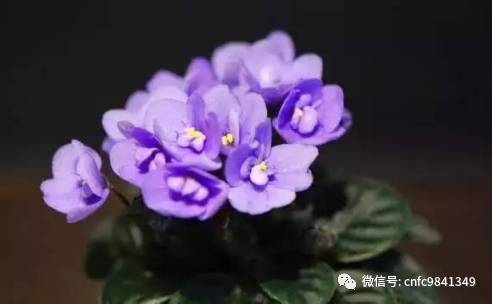 养殖茶香技术有哪些_香茶养殖技术_茶香花怎么养殖