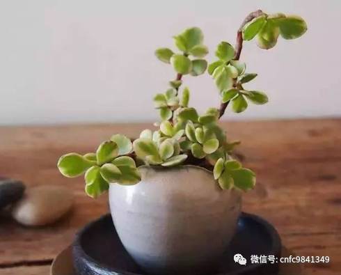 茶香花怎么养殖_养殖茶香技术有哪些_香茶养殖技术