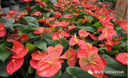 香茶养殖技术_养殖茶香技术有哪些_茶香花怎么养殖