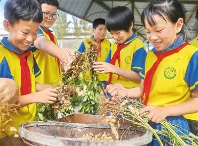 大葱种植技术视频教程_红大葱的种植技术视频_大葱种植全过程