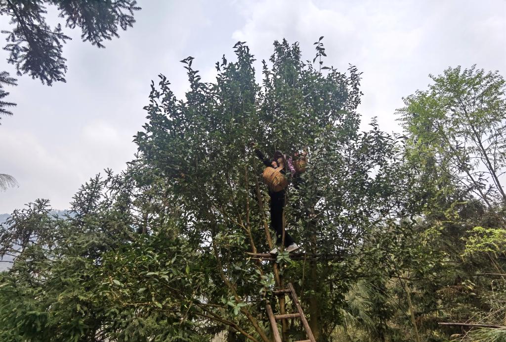 新华全媒+丨百年古茶树焕发新生机——探寻贵州毕节太极村致富“茶道”