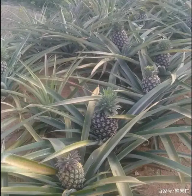 种植的菠萝凤梨要多久能挂果？你想知道的所有种植技术都在这里