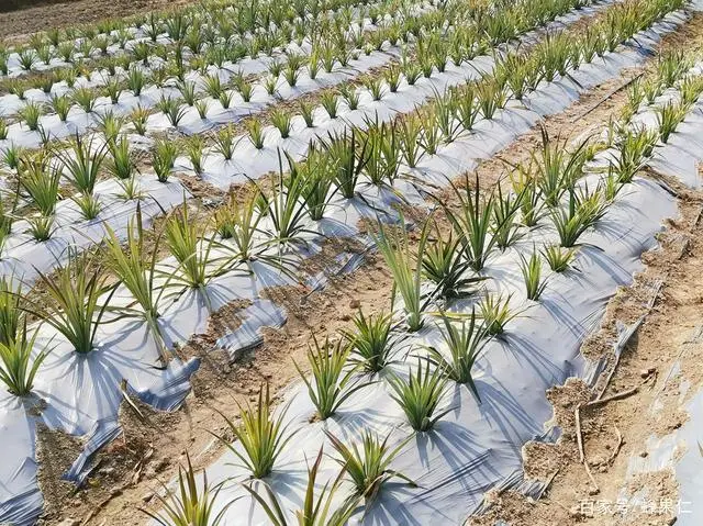 菠萝的种植技术_菠萝种植技术和管理方法_菠萝种植技术视频