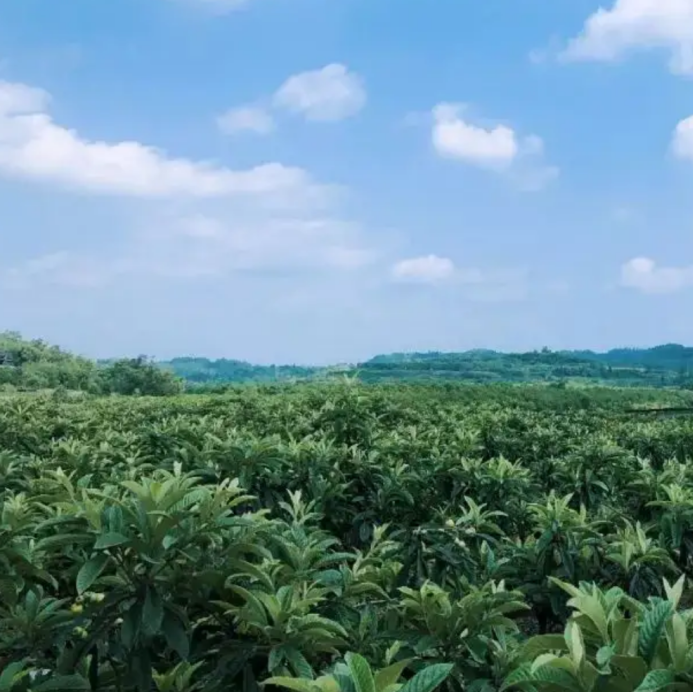 枇杷种植土壤要求_枇杷树种植土壤_土枇杷种植技术