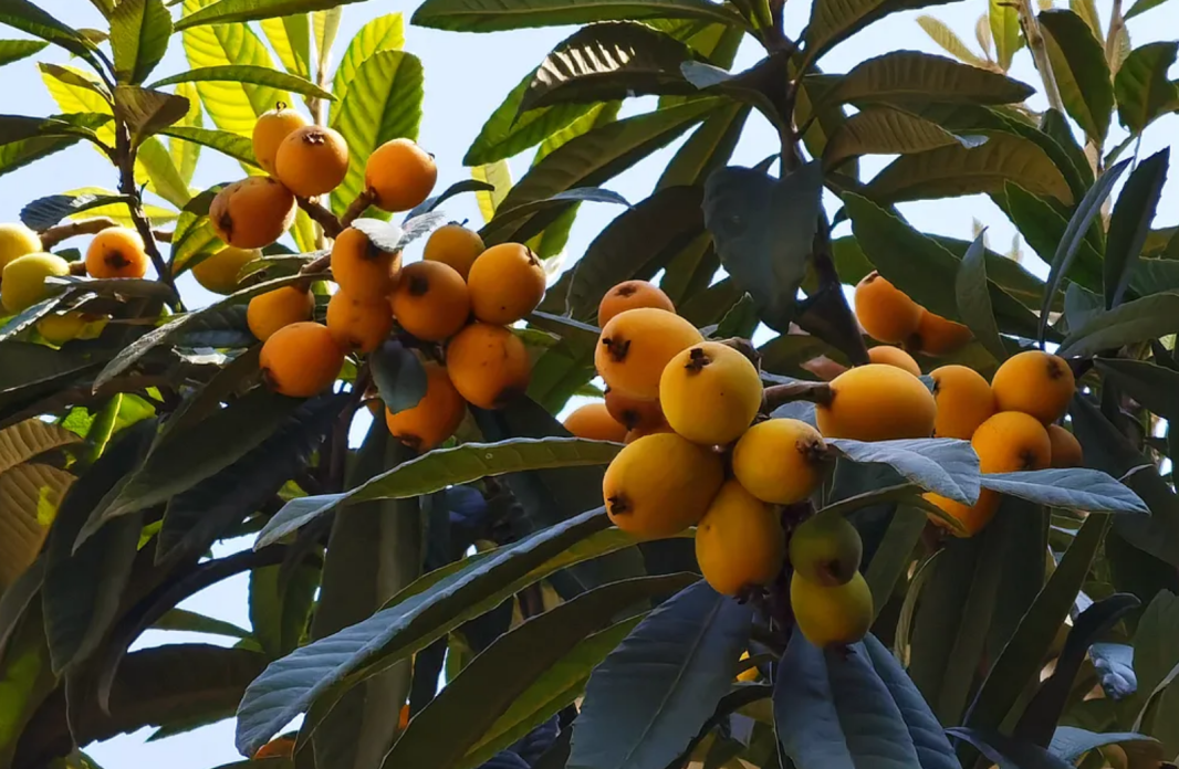 枇杷树种植土壤_土枇杷种植技术_枇杷种植土壤要求