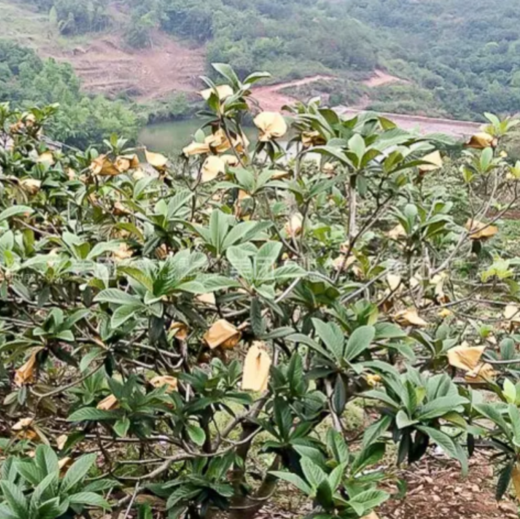 枇杷树种植土壤_土枇杷种植技术_枇杷种植土壤要求