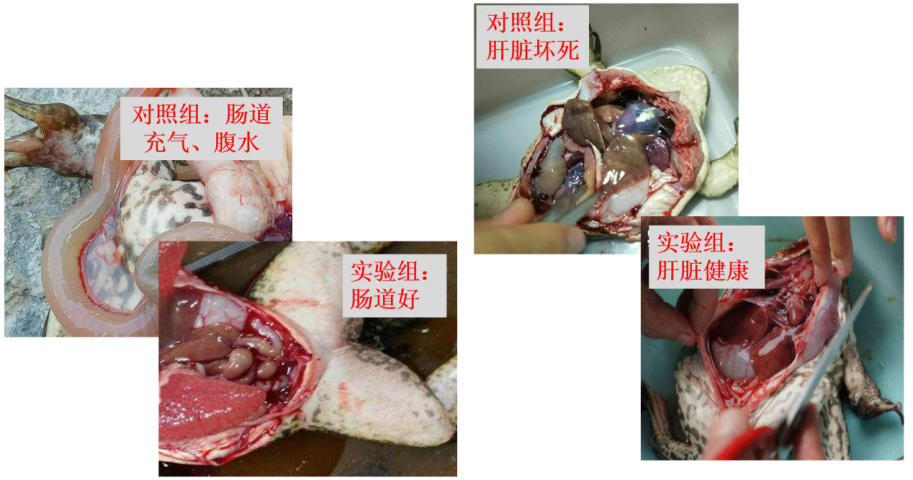 致富经牛蛙养殖_致富经养蛙_致富经 养牛蛙