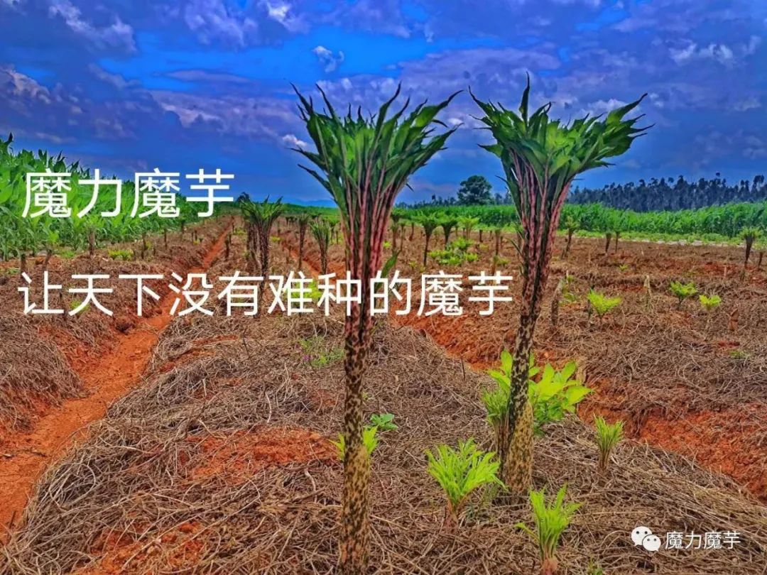 魔芋怎么种植技术_种植魔芋技术和方法_种植魔芋的方法及技术