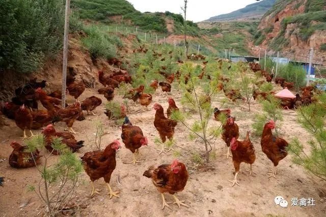 地上种树 林下养鸡 撂荒地变身致富金土地