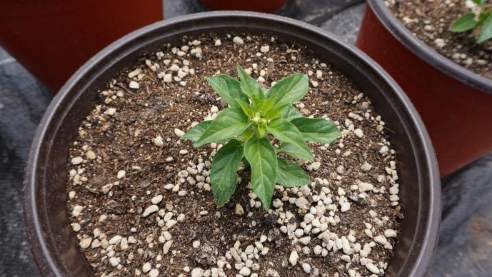 辣椒观赏种植技术要点_观赏辣椒种植技术_辣椒观赏种植技术视频