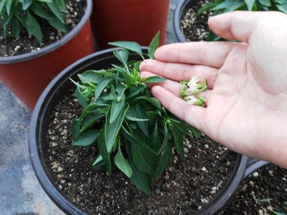 观赏辣椒种植技术_辣椒观赏种植技术要点_辣椒观赏种植技术视频