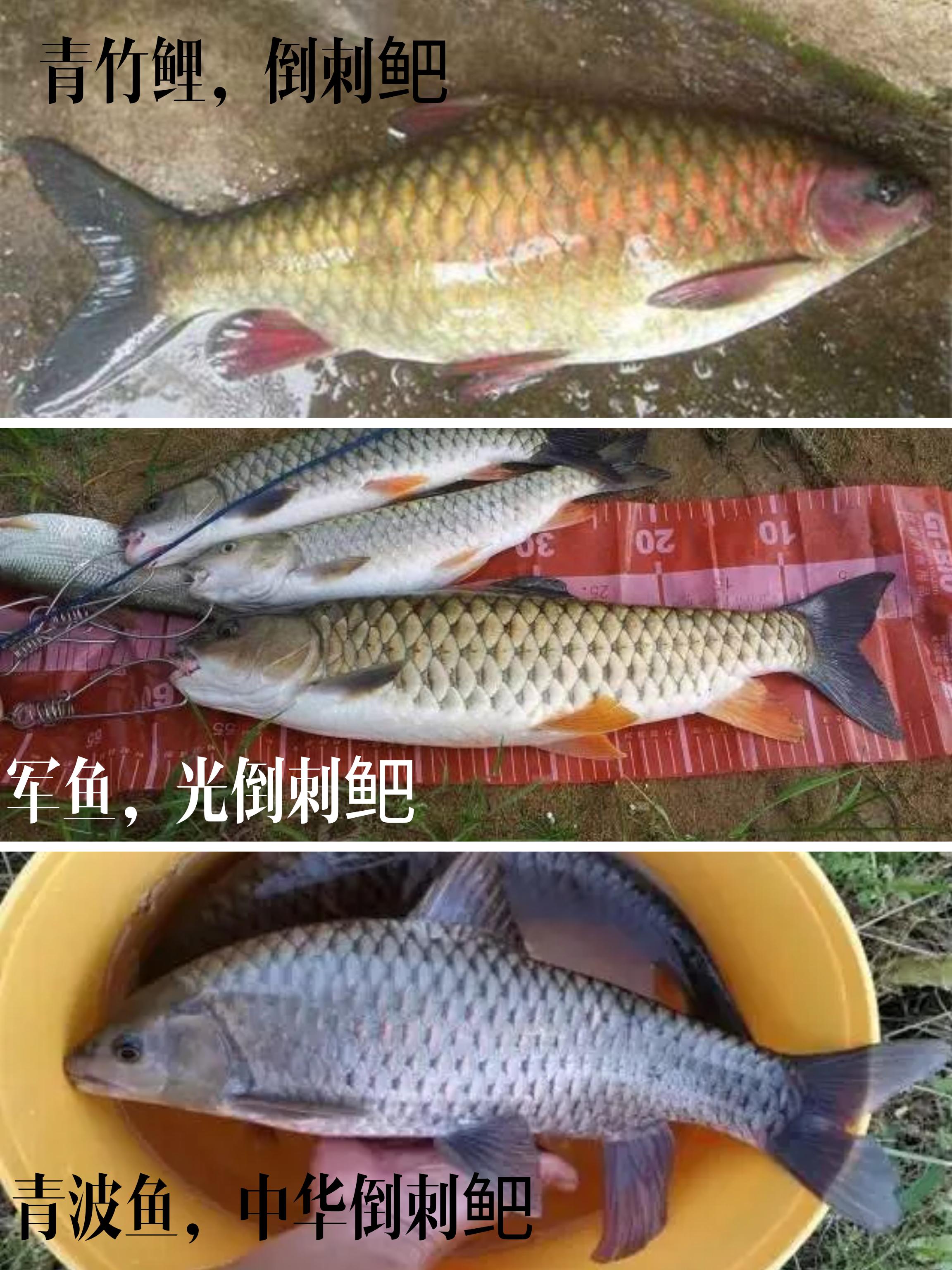 高密度养鳜鱼养殖技术_高密度鳜鱼养殖视频_鳜鱼的高密度养殖技术