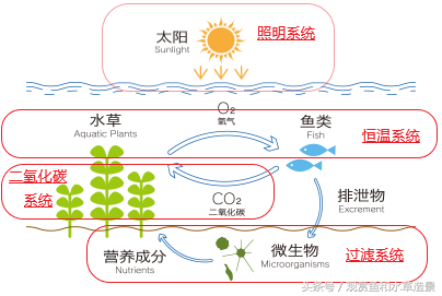 水草养殖温度_观赏养殖水草温室技术规程_观赏水草温室养殖技术